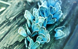 blue-butterflies-20741-1920x1200